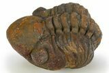 Partially Enrolled Reedops Trilobite - Atchana, Morocco #310286-2